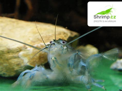 Modrá Gabonská kreveta (Atya gabonensis)