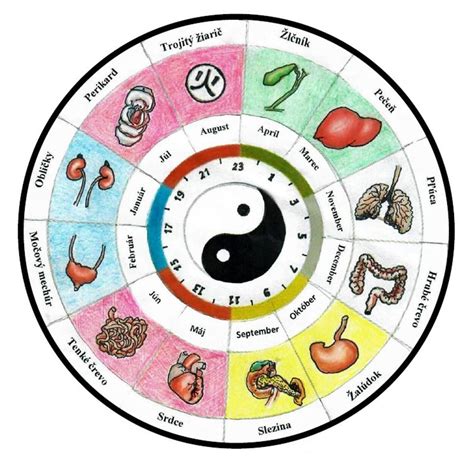 Schéma tráviaceho systému podľa tradičnej čínskej medicíny