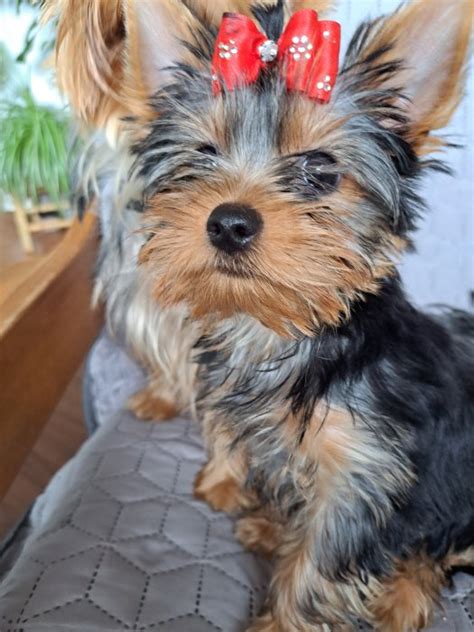 Šteniatko Yorkshirského teriéra s hračkou