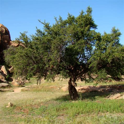 Strom Argania Spinosa v Maroku