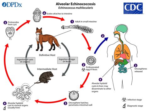mapa rozšírenia Echinococcus multilocularis