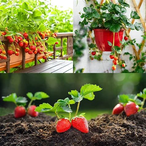 pestovanie jahôd v záhrade