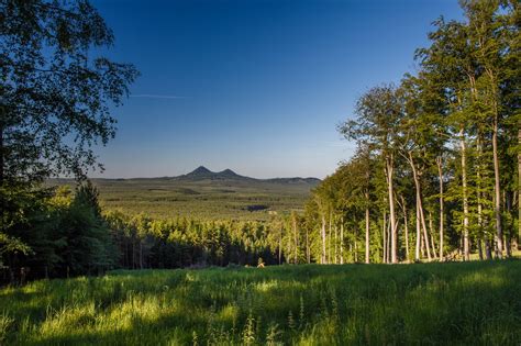 Obrázok stromov v lese s kvapkami medovice