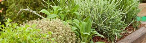 liečivé bylinky v prírode