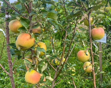 Strom jablone odrody Fuji v záhrade