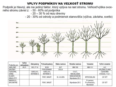 Schematické znázornenie rôznych typov podpníkov jabloní