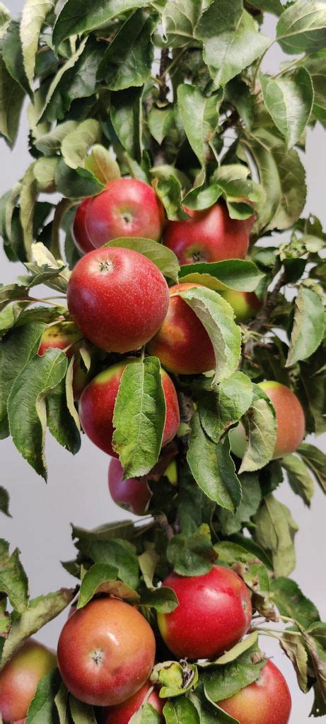 Ilustrácia bežných chorôb jabloní