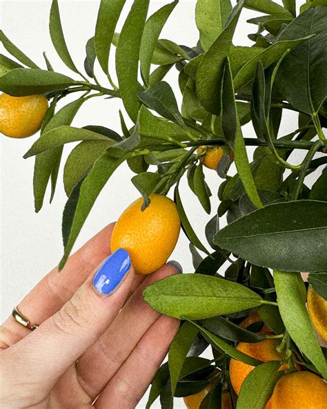 Kandizovaný citrón a kumkvat ako dekorácia