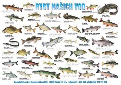 Grafika o skladovaní rýb