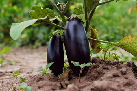 Ako vybrať čerstvý baklažán