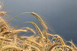 Pšenica ako základ bulguru