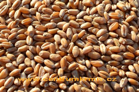 Zrno pšenice s klíčkom a otrubami