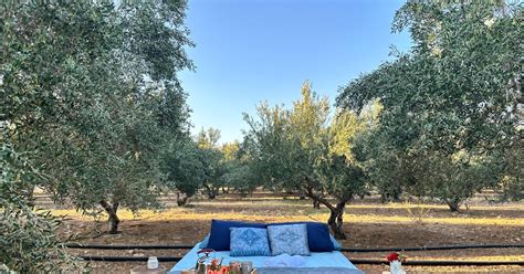 Grécka olivová farma počas zberu olív