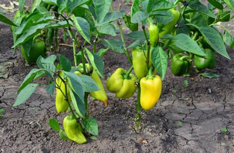 farebná úroda papriky