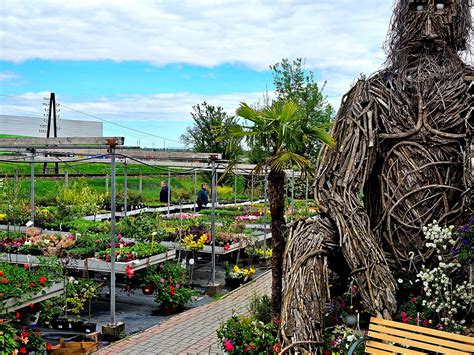 domaca zahrada s paradajkami