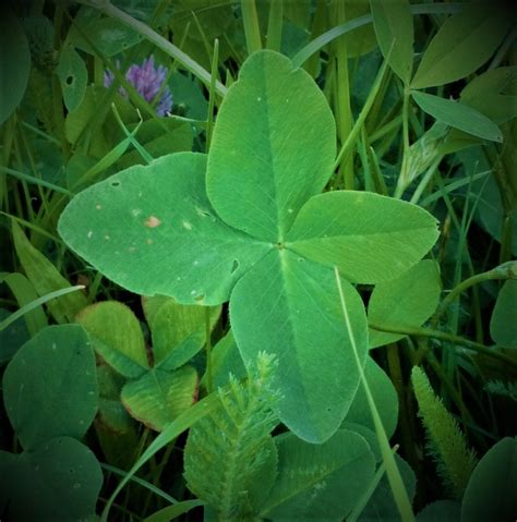 Symbol šťastia a smoly