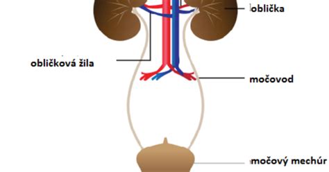 Anatomická schéma močového systému muža a ženy