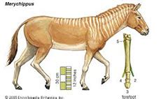 Vývojový rad koní od Eohippus po Equus