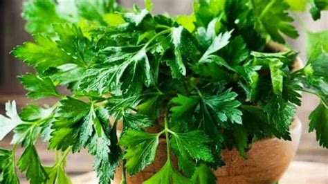 Čerstvá petržlenová vňať na ozdobenie jedla