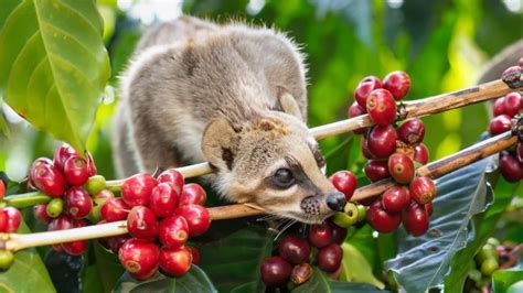 Káva Kopi Luwak v šálke