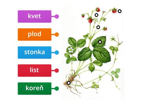 Stavba rastliny kelu ružičkového