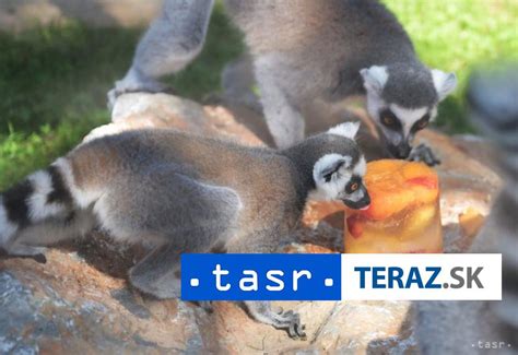 Zvieratá v zoo s halloweenskymi tekvicami