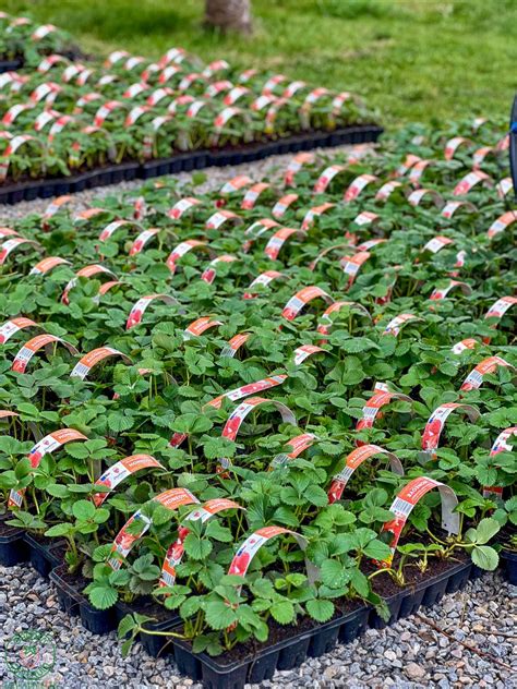 Výsadba sadeníc baklažánu