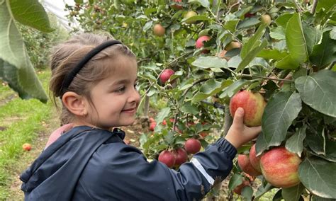 Ilustrácia drviča jabĺk