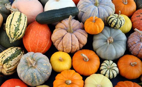 Rôzne druhy dekoračných tekvíc