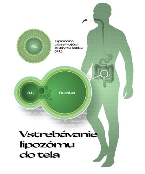 Ilustrácia molekúl tuku prenikajúcich do štruktúry kože
