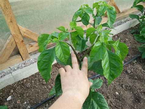 Vývoj rastliny papriky