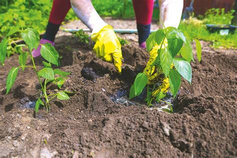 Výsadba priesad papriky