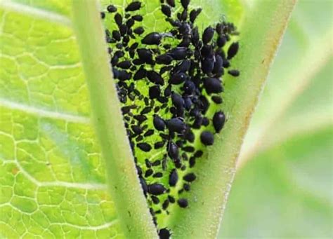 Vošky na rastline papriky