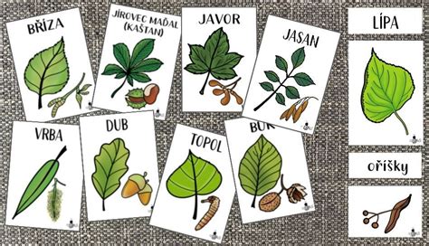 Obrázok rôznych druhov syra