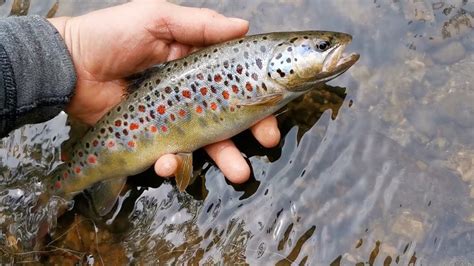 Pstruh potočný v potoku