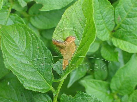Obrázok pásavky zemiakovej na liste zemiaka