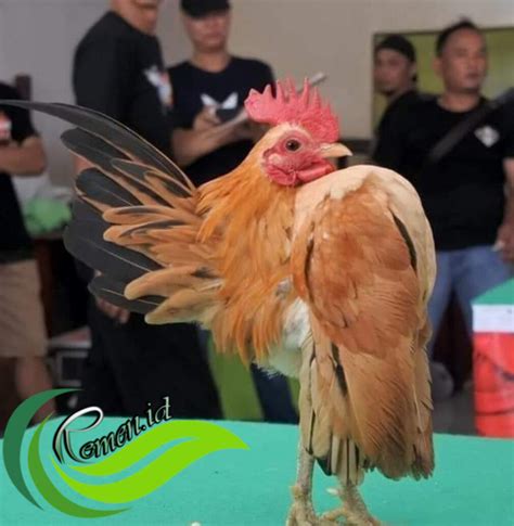 Ilustrácia malajskej domácej kury (Ayam Serama)