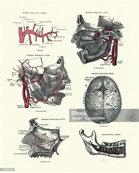Anatomická kresba pavlovskej kury s vyznačenými časťami tela