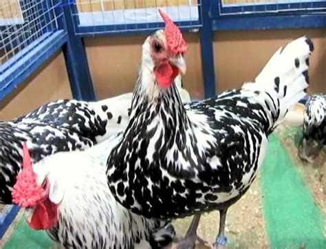 Pavlovská kura strieborná čierno bodkovaná