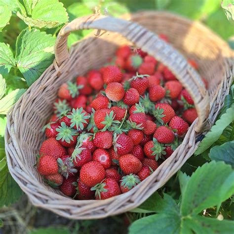 Zrelé jahody pripravené na zaváranie