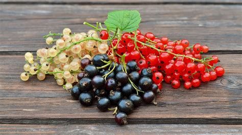 Zrelé čierne ríbezle na konári