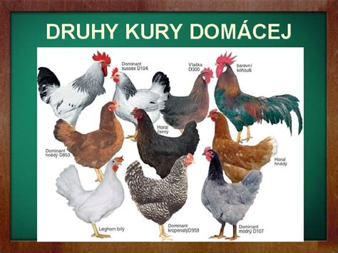 Ilustrácia pôvodu kury domácej z Indie do sveta