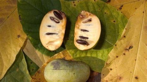 ovocie paw paw