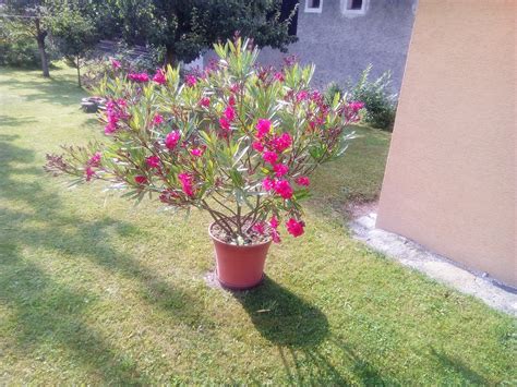 kvitnúci oleander