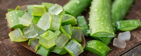 Aloe vera a jej blahodarné účinky