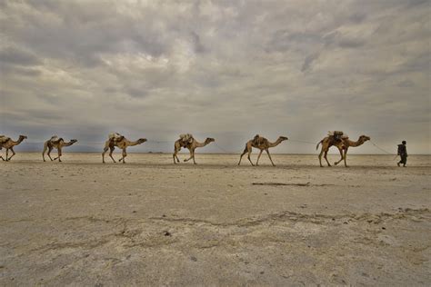 Ilustrácia manny na púšti