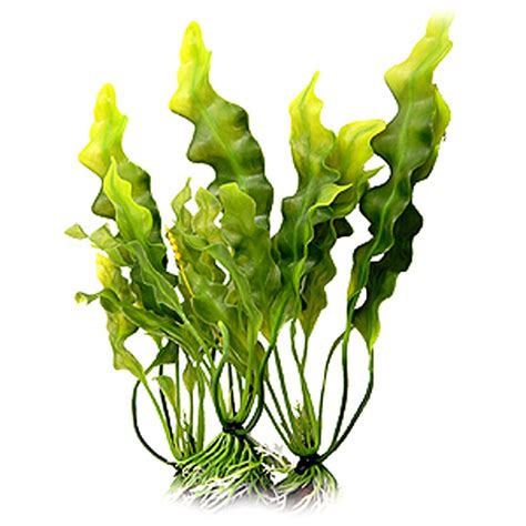 Morská riasa Aquamin