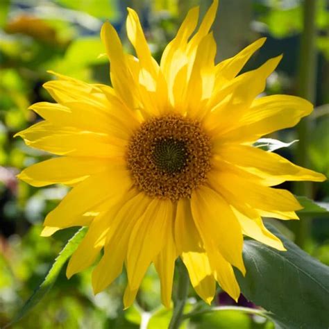 Interiér reštaurácie Slnečnica