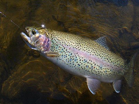 Pstruh dúhový vo svojom prirodzenom prostredí