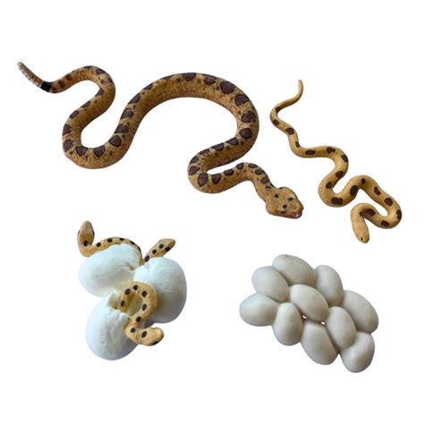 Infografika o pstruhu dúhovom - životný cyklus a charakteristiky